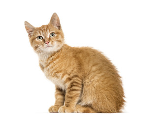 Ginger cat, sitting, isolated on white