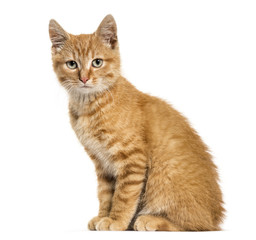 Ginger cat, sitting looking at the camera, isolated on white