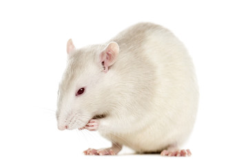 Rat (6 months old), isolated on white