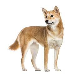 Shiba Inu dog, looking away, white background (10 months old)