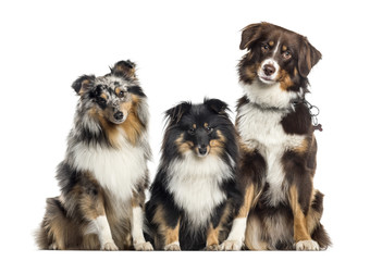 Fototapeta premium Shetland Sheepdog and Australian Shepherd, dogs in a row, white