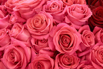 Obraz premium Many pink roses