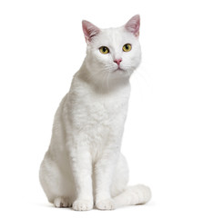 White mixed-breed cat (2 years old), isolated on white