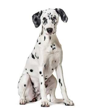 Dalmatian dog, sitting, looking at the camera, isolated on white