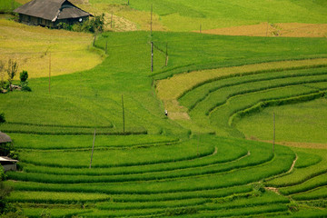 Vietnam Beautiful curve landscape rice terrace green and yellow in rice field.