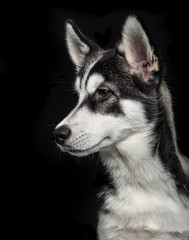 Siberian Husky puppy (5 months old) on black background