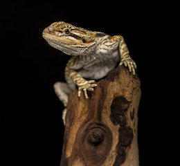 Bearded Dragon on black background