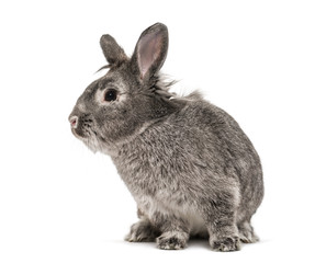 Fototapeta premium Grey rabbit isolated on white