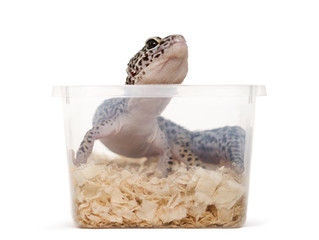 Leopard gecko, reptile,  in a plastic box ready for transport