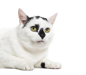 Black and white mixed-breed cat