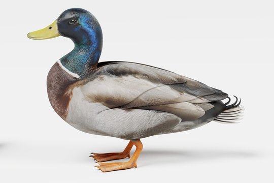 Realistic 3D Render of Duck