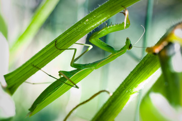 mantis
