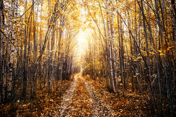 Obraz premium Autumn sunny landscape with a forest road. Karelia. Russia