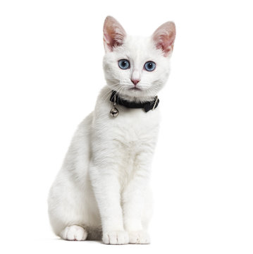 White kitten mixed-breed cat wearing a bell collar and looking at the camera, isolated on white
