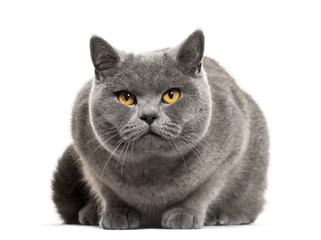 Grey british shorthair cat, isolated on white