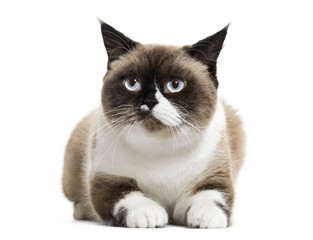 scottish straight cat lying down, isolated on white