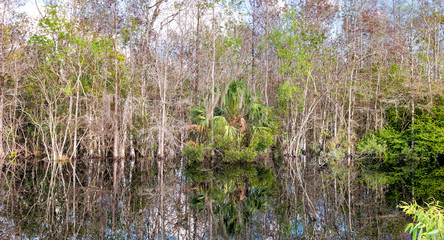 Everglades swamp, Florida