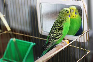 Parrot. Budgerigar. Bird. Green Parrot