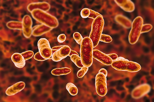 Tannerella forsythia bacteria, 3D illustration. Gram-negative anaerobic bacteria that cause periodontal diseases and have found to be associated with esophageal cancer