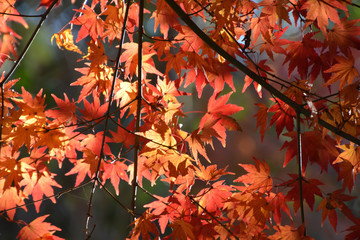 Autumn Leaves in Japan