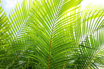 close up of three green palm leaves with a white background
