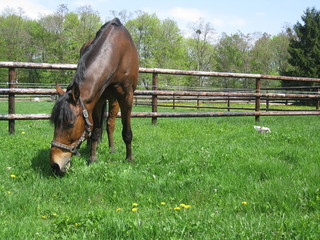 Pferd auf der Weide