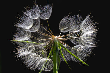 Fototapeta premium Dandelion odizolowywający na ciemnym tle. Makro streszczenie zdjęcie nasion mniszka lekarskiego z bliska