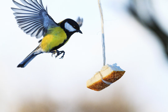 bird flies to the feeder where fat hanging