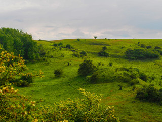 Grüne Landschaft