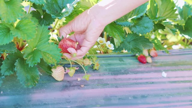 Fresh strawberry picking at farm in Asian country