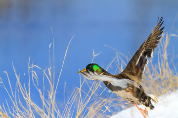 Mallard flying over the snow bank of the river in frosty day