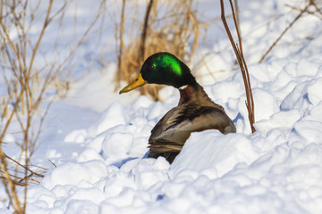 mallard sitting in snow drifts
