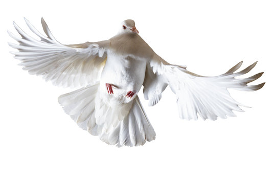 white pigeons flying on a white background
