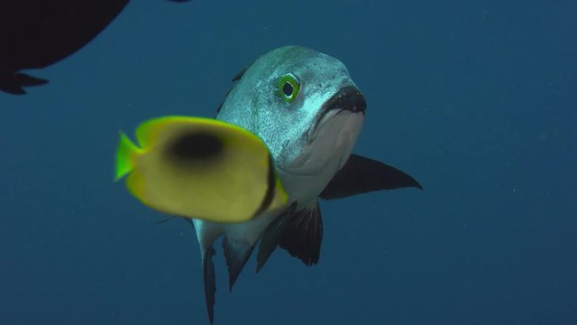 A Midnight Snapper (Macolor macularis) is swimming in a coral reef, WAKATOBI, Indonesia, slow motion