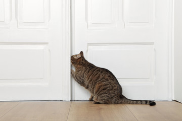 chat tigré brun marron tabby ouvrant porte maison