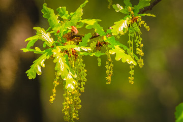 Close up green oak flowers in spring season. Springtime flowering
