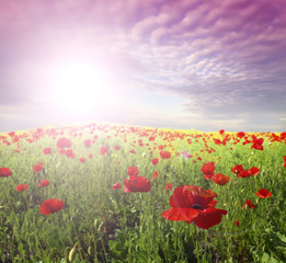 red poppies and green gras