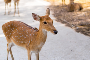 Young deer portrait.