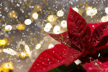 Stella di Natale rossa in basso a destra con bokeh di luci .