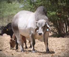 A Prize Brahman Bull