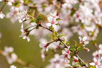 One blooming branch of sakura at blurred green and pink background