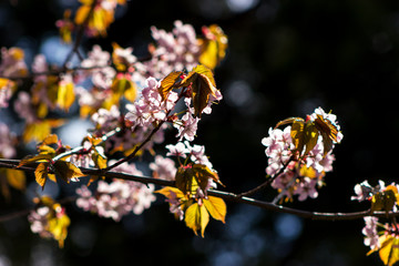 One blooming branch of sakura at blurred dark background in rim light with beautiful bokeh