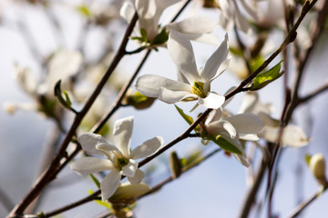 White flowers of magnolia kobus at blurred sky background
