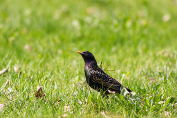 Iridescent starling walking on the grass and looking up at sunny day