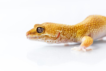 Orange leopard gecko walking and looking forward on white background