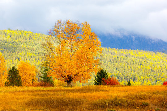 Lone autumn birch tree in a hilltop meadow with colorful mountain colors in background, Montana