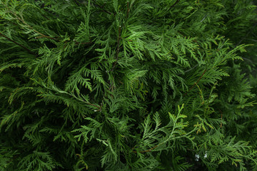 the texture of the fir green Christmas texture