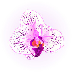 Purple and white beautiful Orchid Phalaenopsis flower closeup isolated vintage  vector illustration editable  hand draw