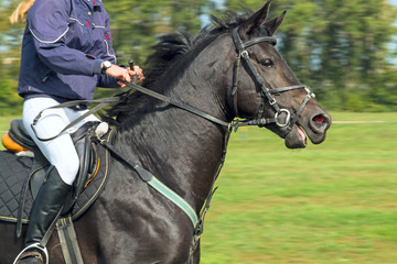 Obraz premium Horsewoman on a black horse