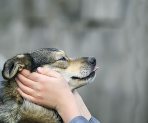 hands hold in the arms, the face, funny dogs with dirty nose